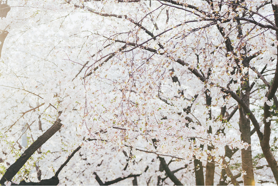 벚꽃,축제,풍경,꽃,봄,봄,계절,spring,season,자연,풍경,nature,landscape,plant,식물,flower,blossom