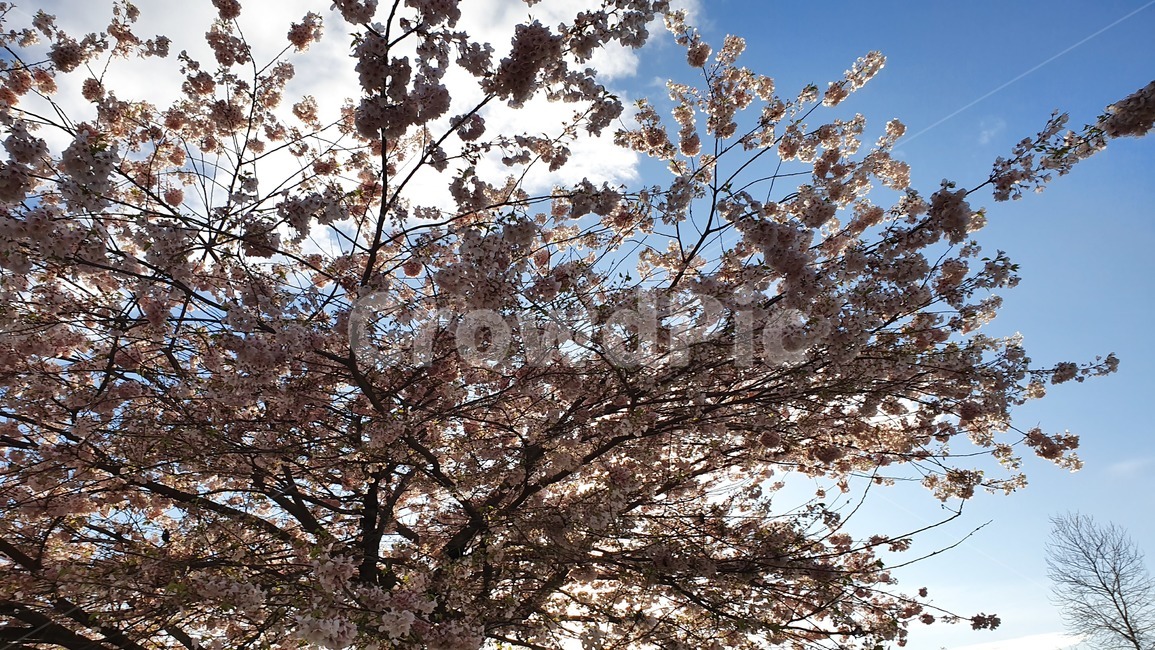 벚꽃,봄,벚꽃놀이,봄하늘,하늘,봄,계절,spring,season,식물,자연,plants,nature,꽃,flower,plant,blossom,cherry blossom
