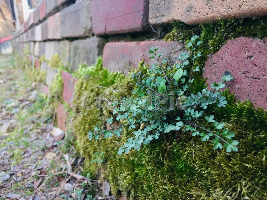 풀,벽돌,벽,이끼,녹색,식물,자연,plants,nature