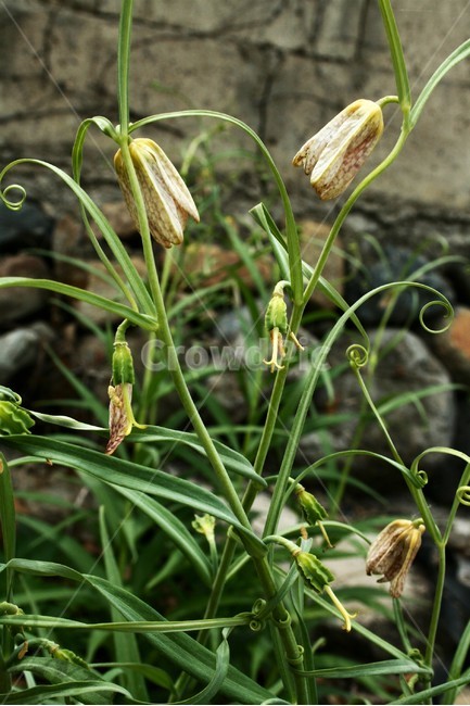 패모류,백합과,한대성식물,여러해살이풀,약용식물,식물,자연,plants,nature,꽃,flower