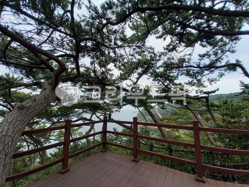 대왕암,공원,출렁다리,소나무,전경,경관,난간,tree,나무,treetrunk,나무줄기,vegetation,초목,nature,자연,outdoors,옥외,woodland,삼림지,곰솔,바다,울산