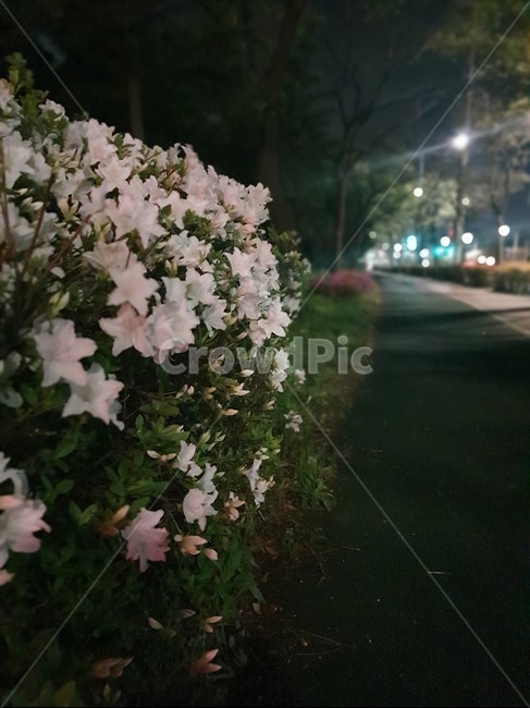 꽃,하얀,하얀꽃,퇴근길,도로