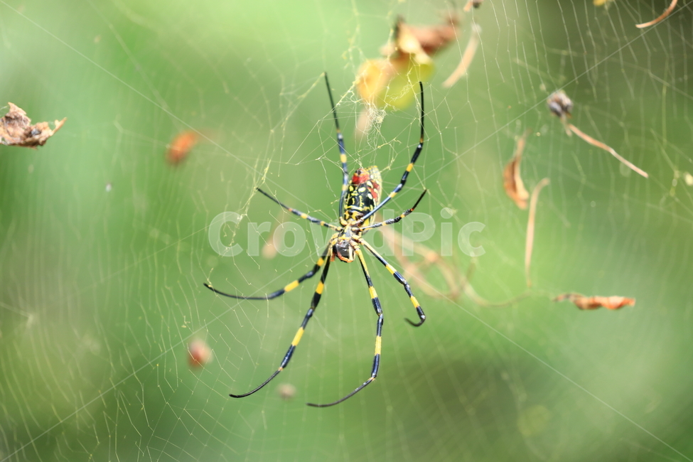 거미,거미줄,접사,자연,기다림,동물,animal,곤충,벌레,insect,bug