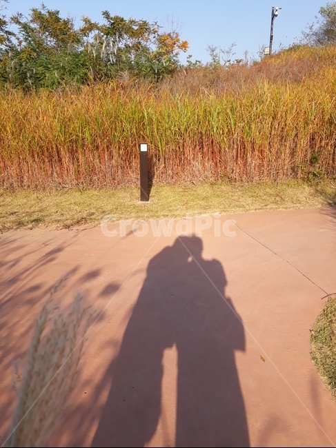 ground,바닥,그림자,갈대숲,억새,공원,park,road,shadow,커플,love,사랑,couple,자연,neture