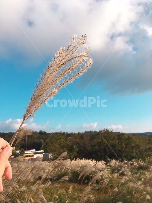 손,억새,하늘,구름,풀,가을,계절,fall,autumn,season,grass,잔디,plant,식물,lawn