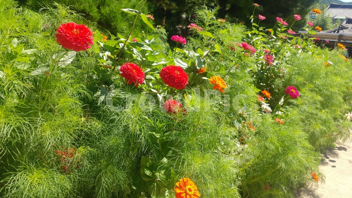 가을,꽃,풀,자연,풍경,들꽃,초록,빨강,식물,자연,plants,nature,꽃,flower
