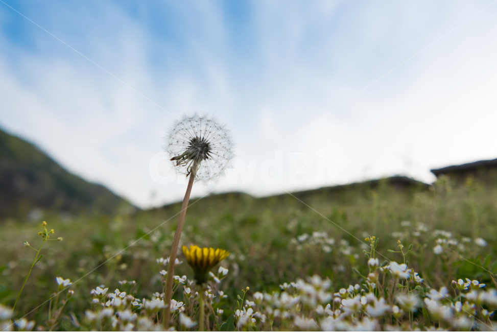 봄,자연,야외,공원,spring,nature,꽃,계절,식물,풍경,빛,season,plants,flower,감성,sensible,feeling,하늘,sky,노랑,녹색,green,yellow,민들레