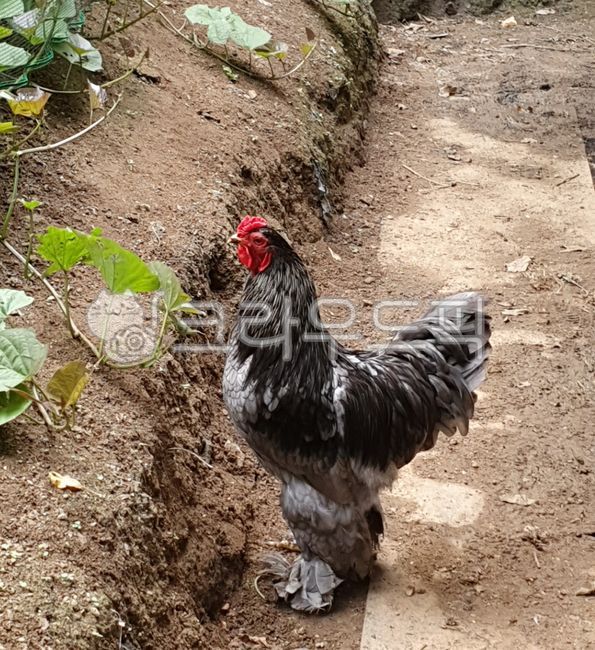 big,chicken,poultry,big chicken,large,large chicken,ornamental chicken,Cock,Brahma,animal,Livestock,Blue Brahma