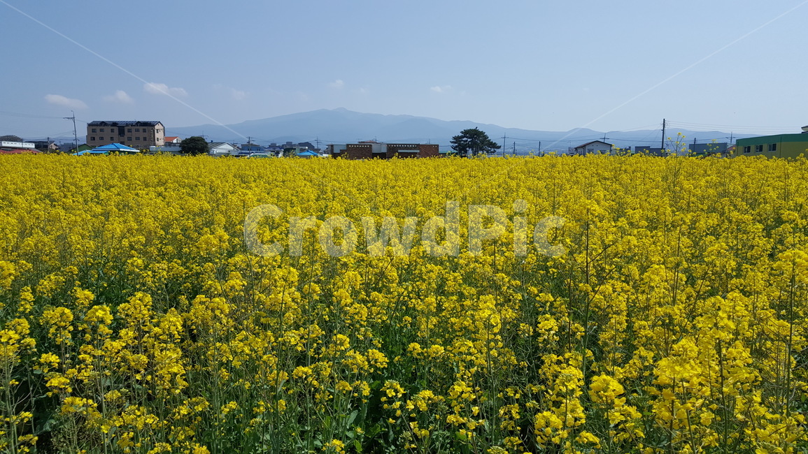 유채꽃,outdoors,옥외,nature,자연,farm,식물,plant
