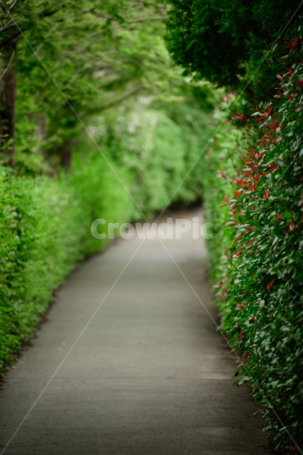 청산수목원,길,예쁜길,감성,평화,녹색,자연,풍경,nature,landscape,outdoors,옥외,garden,정원,arbour,정자