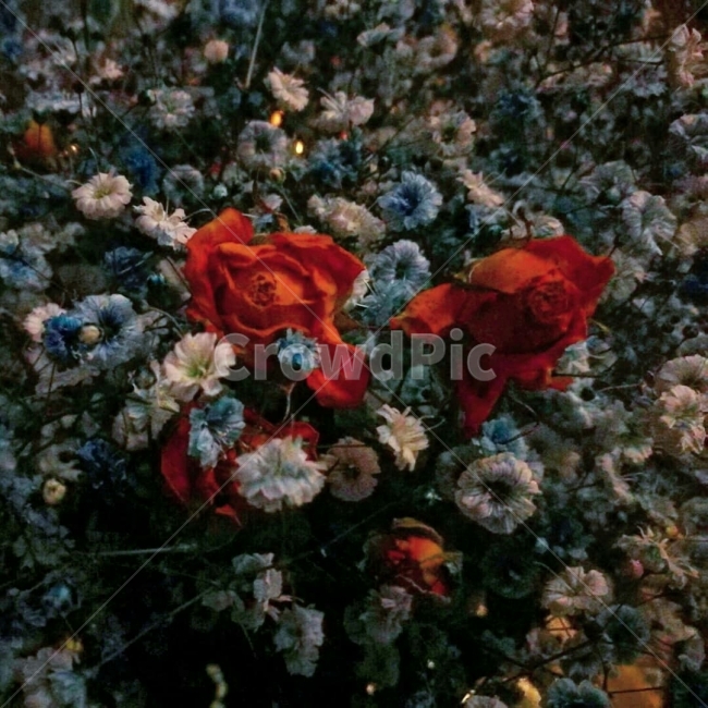 꽃다발,꽃,장미,안개꽃,무드,배경화면,경치,식물,자연,plants,nature,꽃,flower