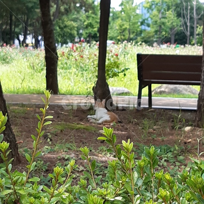 고양이,벤치,휴식,공원,여유,풀숲