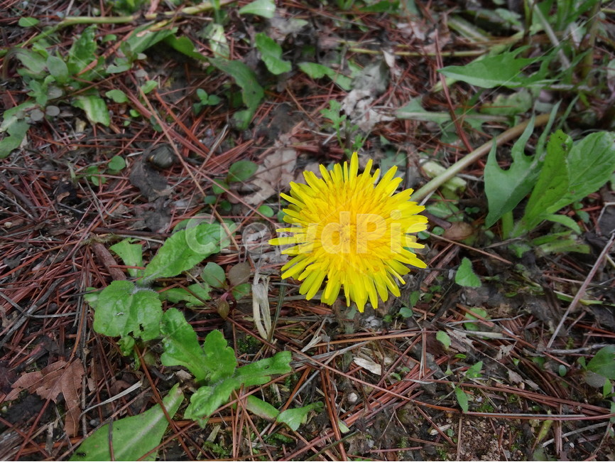 꽃,민들레,공원,봄,식물,flower,잡초,식물,자연,plants,nature,꽃,flower
