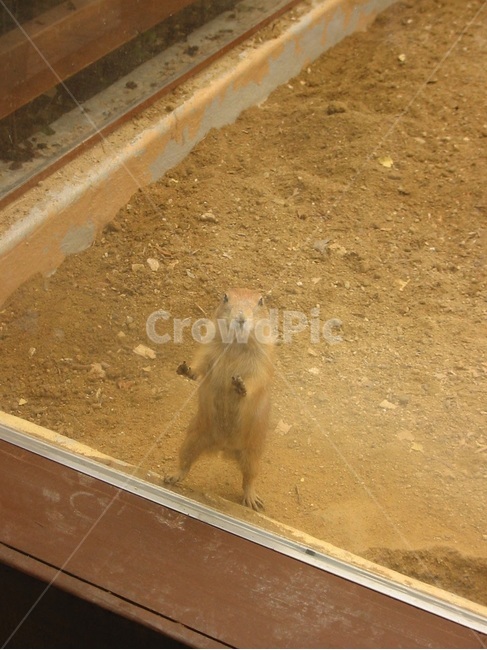 프레리독,동물원,동물,귀여운,응시,작은,바라봄,설치류,동물,animal,포유류,mammal