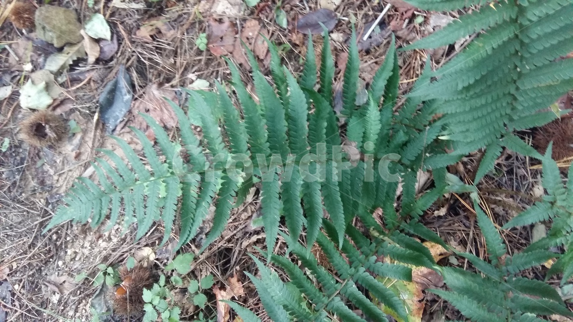 자연,초록,고사리,나물,숲,식물,자연,plants,nature