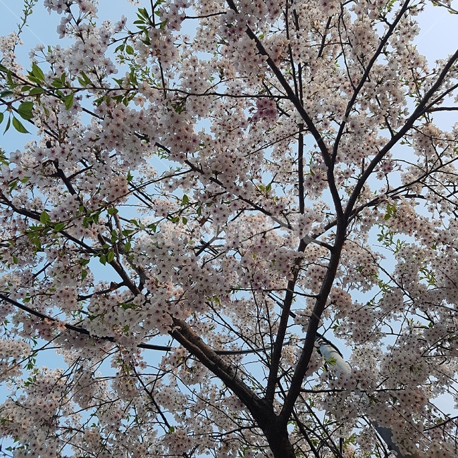 plant,식물,blossom,꽃,cherryblossom,벚꽃,flower,봄,spring,봄,계절,spring,season