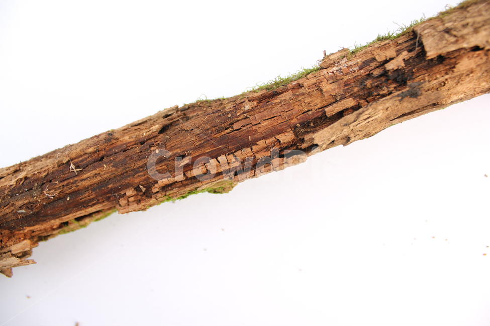 bark,branch,brown,closeup,death,detail,dry,macro,natural,nature,old,piece,plant,texture,textured,tree,wood,wooden,나무,나뭇가지,가지,우드,텍스춰,클로즈업,식물,자연,브라운,갈색,오래된,마른,마른나뭇가지,건조,건조한,뜯긴,뜯어진,죽은,식물,자연,plants,nature,누끼,remove background