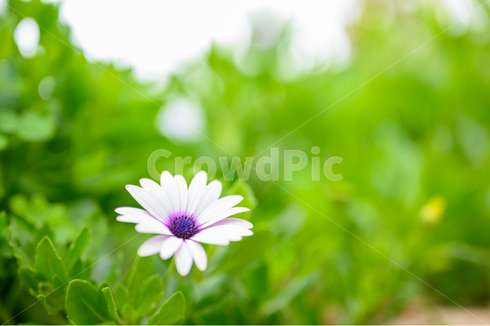 꽃,데이지,가을,flower,blossom,흰색,plant,식물,daisies