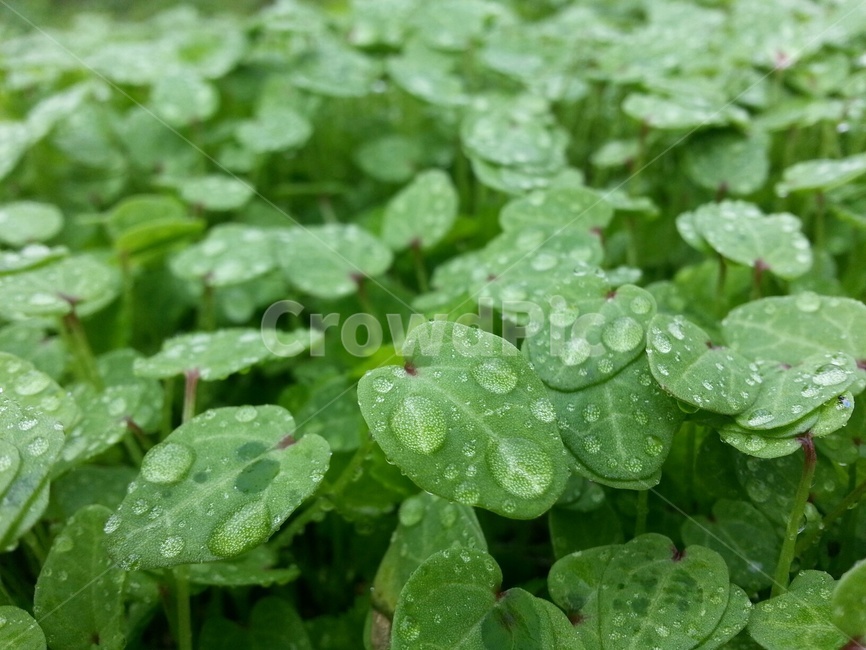 식물,새싹,이슬,아욱,아욱새싹,식물,자연,plants,nature