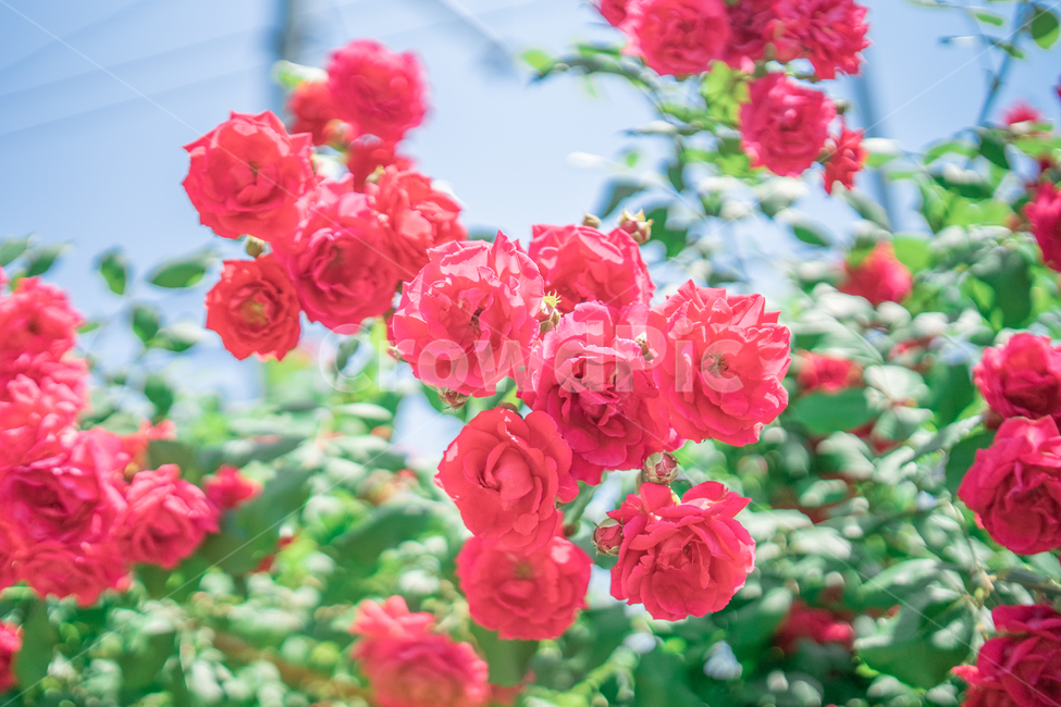 장미,하늘,분홍색,꽃잎,rose,식물,자연,plants,nature,꽃,flower
