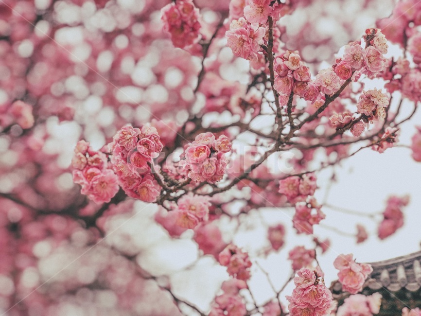 꽃,봄,홍매화,나무,자연,분홍,봄,계절,spring,season,plant,식물,blossom,flower
