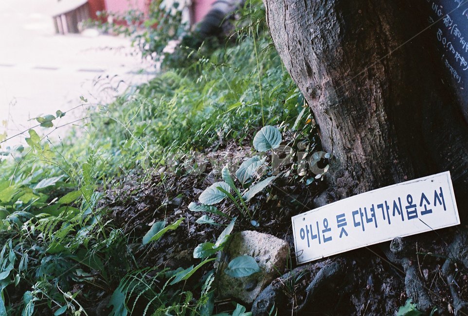 plant,식물,푯말,전통,불교,필름사진,감성사진