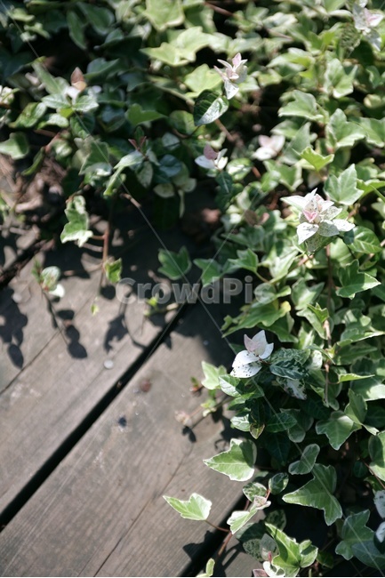 식물,아이비,나무바닥,초록,plant,green,ivy,식물,자연,plants,nature,꽃,flower