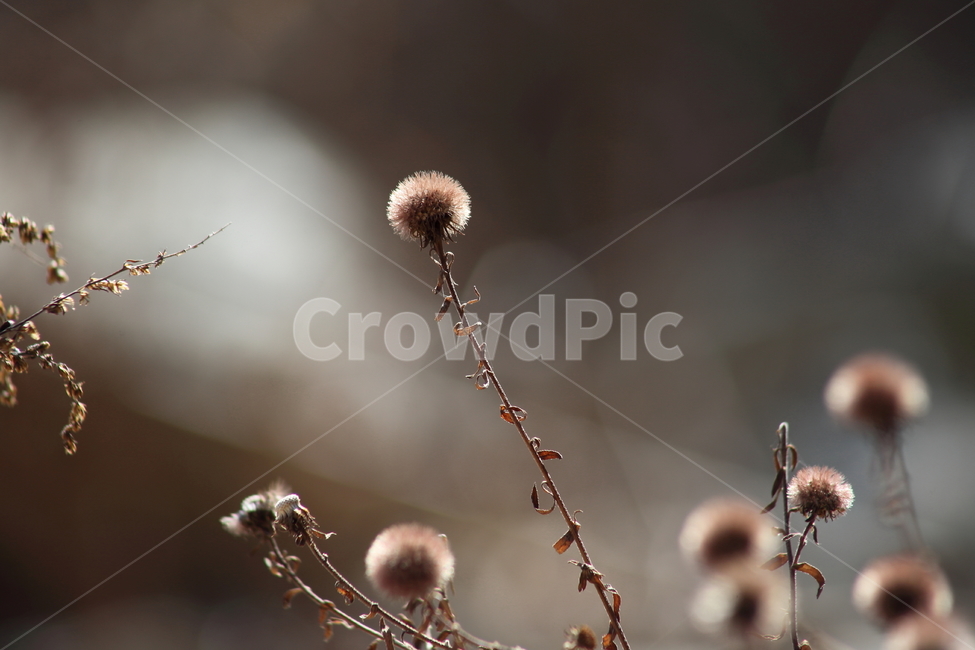 씨앗,종자,번식,식물,seed,식물,자연,plants,nature