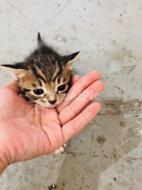 고양이,cat,야옹이,나비,냥이,동물,animal,포유류,mammal,고양이,cat,kitten,kitty