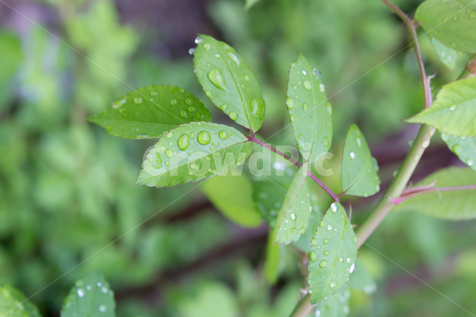 봄,아침이슬,빛방울,비오는날,청아함,식물,자연,plants,nature,비,비오는날,rain,rainy