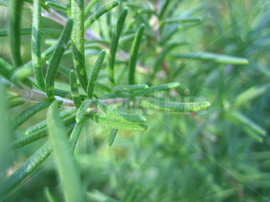초록,열심,생명,충만,맛,식물,자연,plants,nature