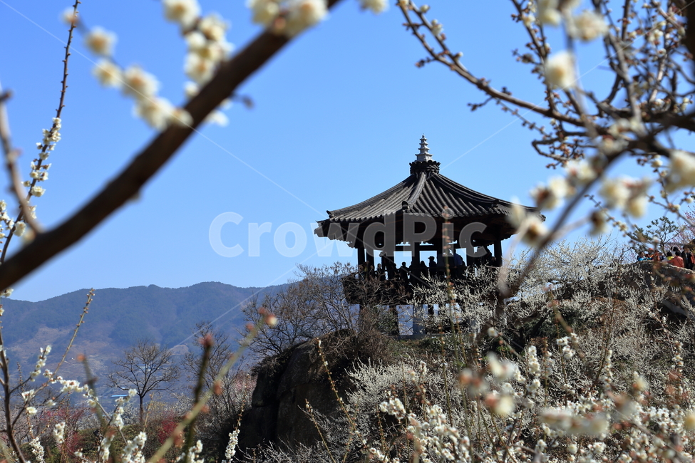 광양,광양벚꽃축제,벚꽃축제,섬진강,벚꽃풍경,홍벚꽃,연못,자연,풍경,nature,landscape,한국자연풍경,한국자연경관,korea nature landscape