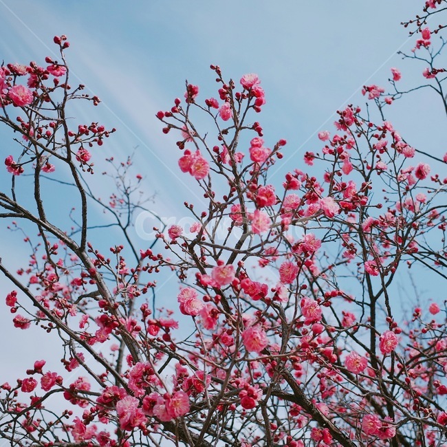 꽃,홍매화,나무,봄,계절,spring,season,식물,자연,nature,flower,하늘,sky,봄,계절,spring,season,식물,자연,plants,nature,꽃,flower,plant,blossom