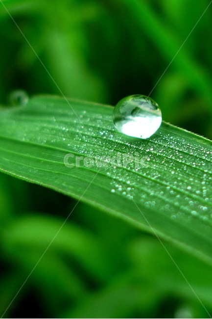 이슬,풀잎,아침,자연,아침이슬,정물,풍경,작은물방울,droplet