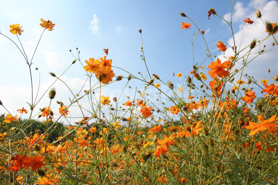자연,꽃,꽃밭,배경,풍경,flower,힐링,감성,감성사진,healing