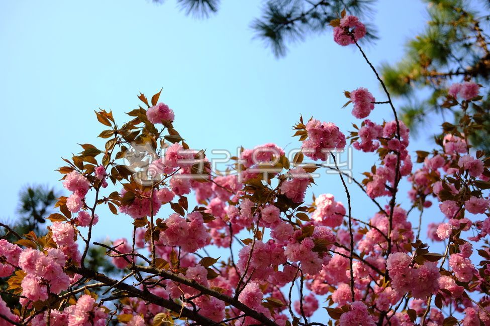 spring,spring flowers,Double cherry blossoms,Cherry Blossom,cherryblossom,picnic,flower viewing,flower