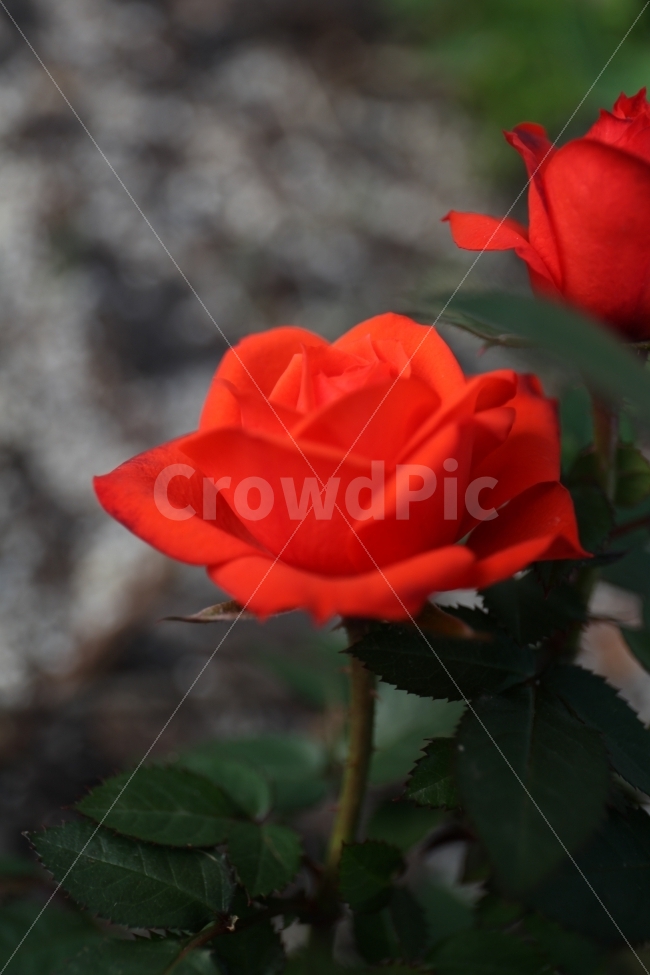 장미,새봄,빨강,꽃,접사,식물,자연,plants,nature,꽃,flower