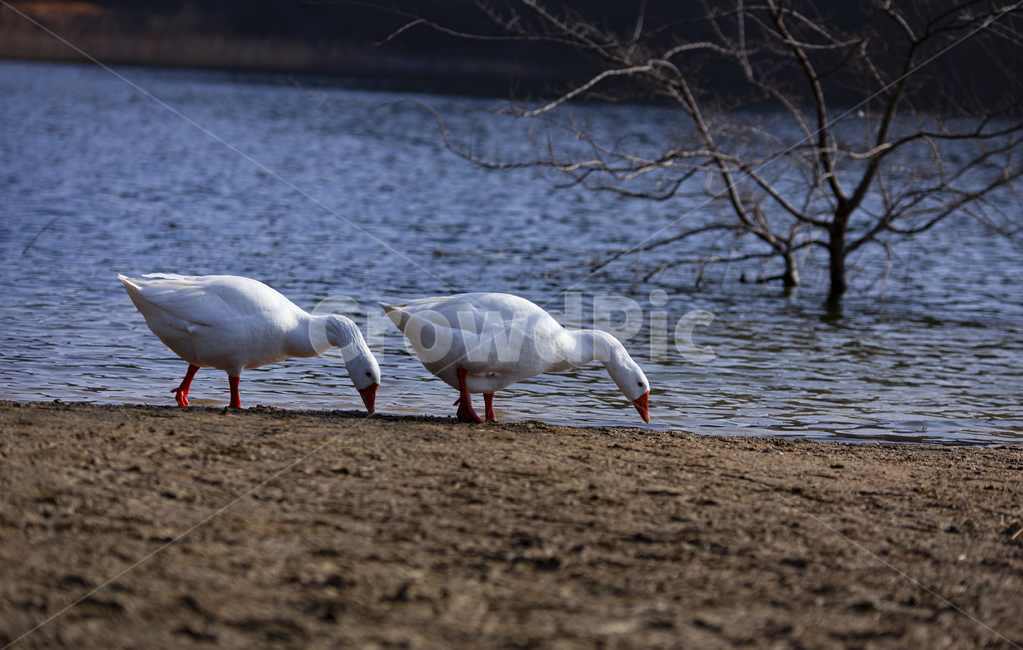 animal,동물,bird,새,오리,추동,대청호,goose,duck,물,호수,lake,거위가족,대청호풍경,리스까페,대청호거위