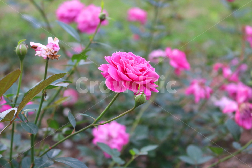 장미,꽃,장미꽃,식물,덩굴식물,블루리버,자연,식물,자연,plants,nature,꽃,flower