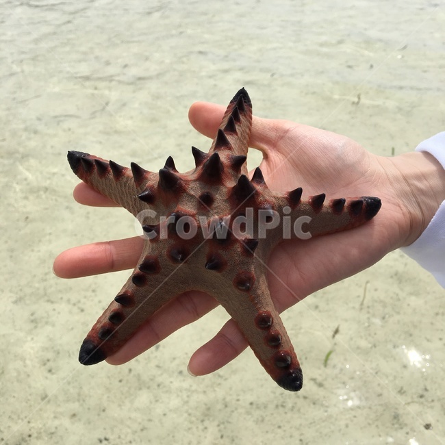 자연,불가사리,바다,투명,세부,해변,바다,beach,sea