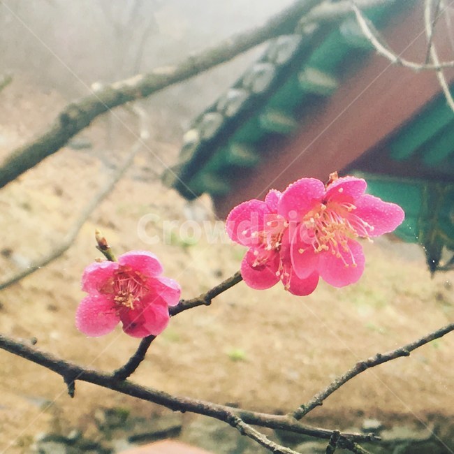 들꽃,꽃,매화,전통,가옥,분홍,flower,pink,traditional,house,architecture,plum