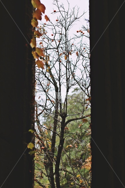 나무,가을,단풍,공원,tree,fall,park,가을,계절,fall,autumn,season