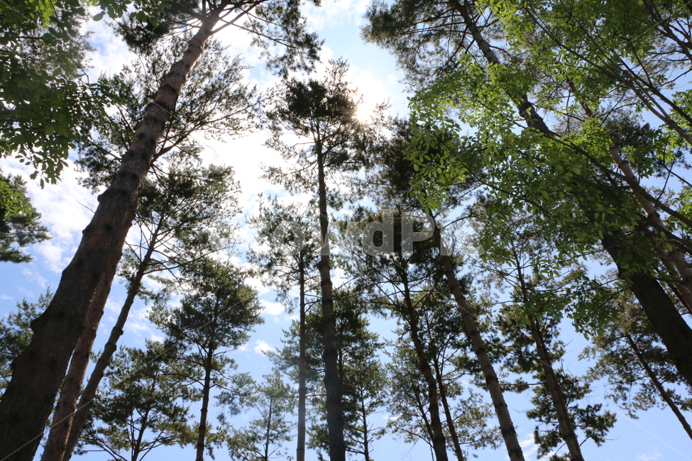 나무,하늘,곧은,울창한,자연,자연,풍경,nature,landscape,tree,plant,식물,fir,전나무