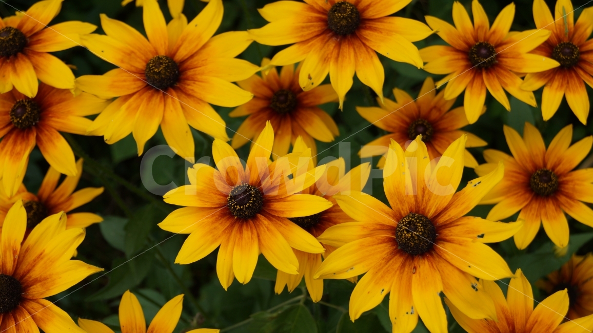 꽃,꽃사진,원추천인국,야생화,플라워,식물,자연,plants,nature,꽃,flower