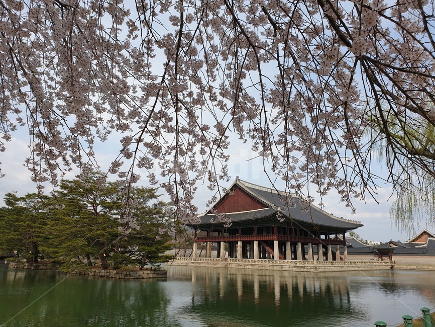 고궁,봄,봄꽃,꽃,경회루,벚꽃