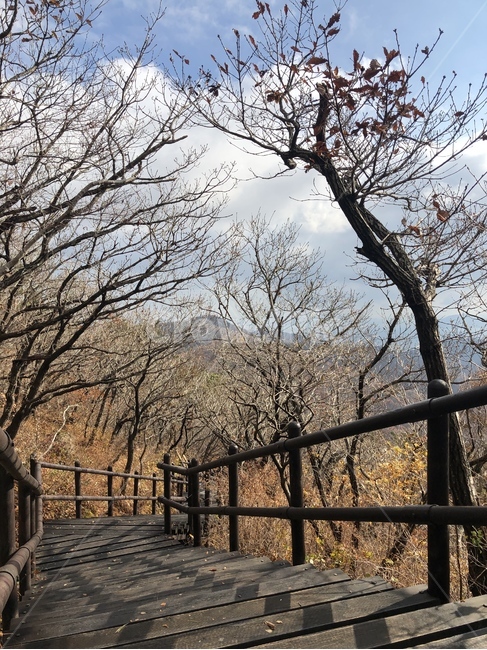 숲,등산,나무,계단,등산로