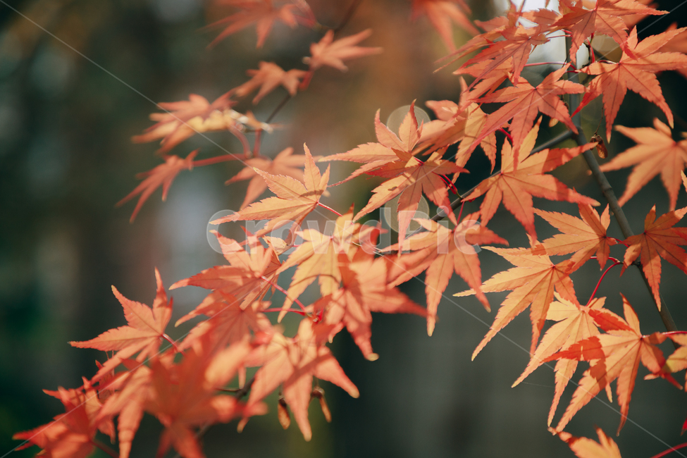 단풍,붉은,빨간,가을,나무,낙옆,잎,나뭇잎,가을,계절,fall,autumn,season,식물,자연,plants,nature,leaf,plant,tree,maple