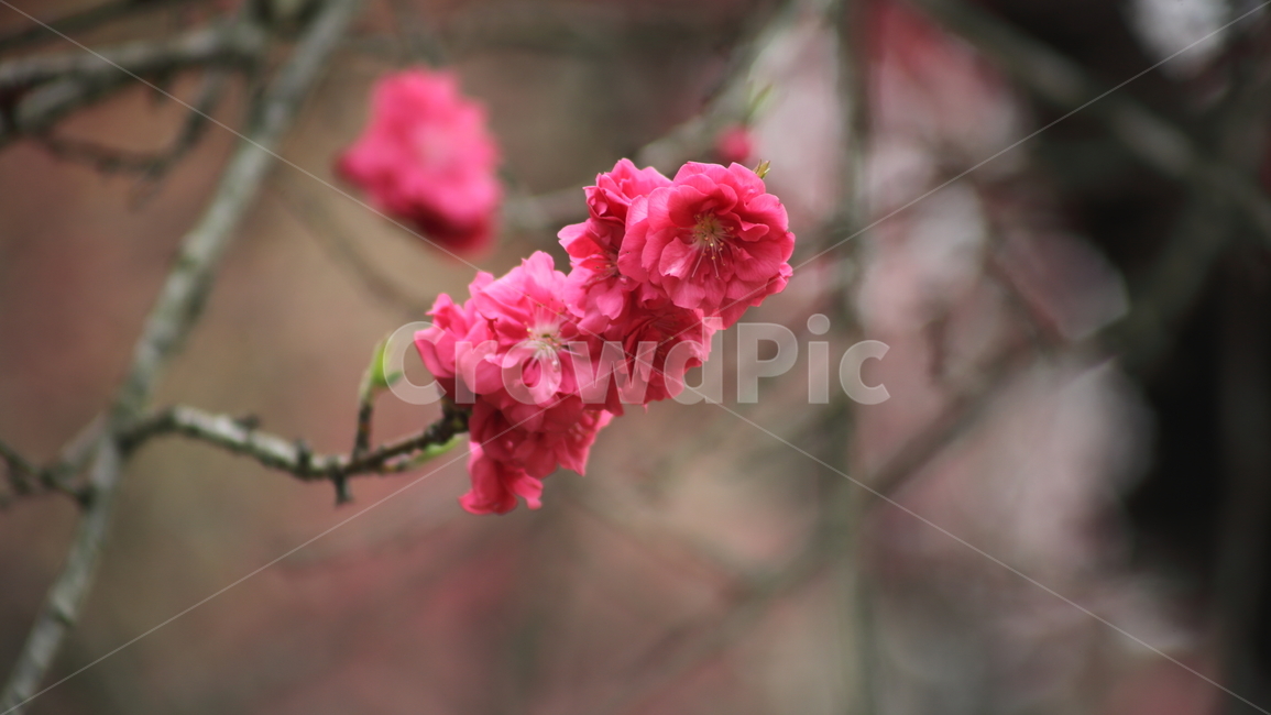 만첩홍도,복사나무,봄,꽃,peach,Prunuspersica,식물,자연,plants,nature,꽃,flower