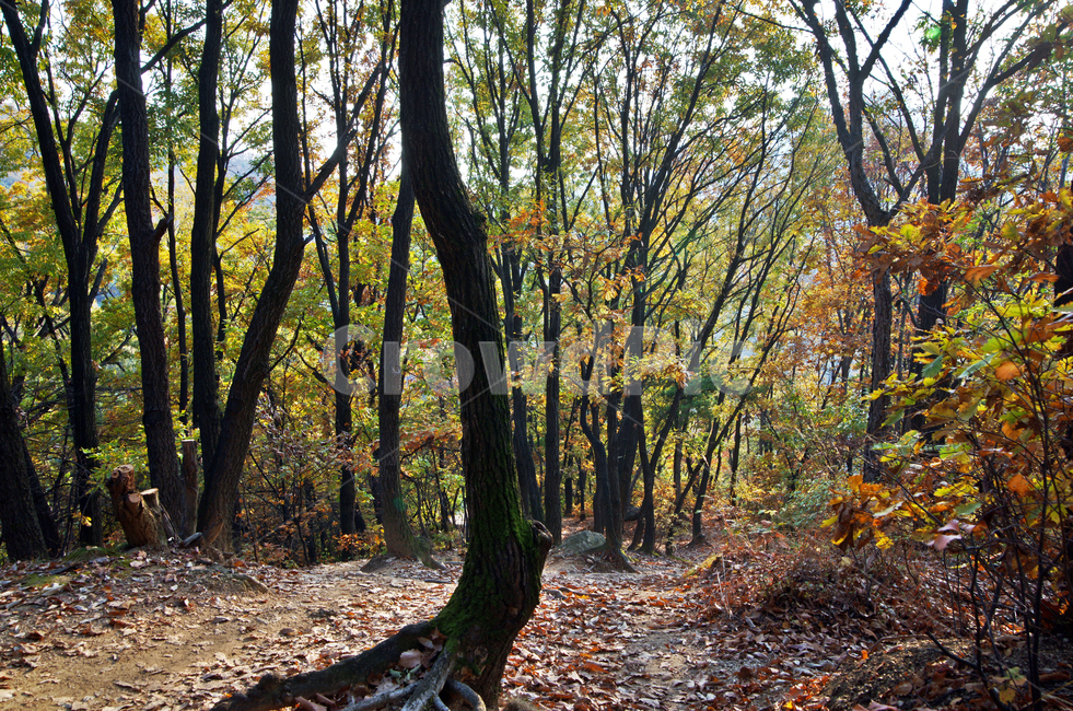 숲,오솔길,자연,가을,계절,단풍,낙엽,나무,자연,풍경,nature,landscape,식물,plants,나무,trees,wood