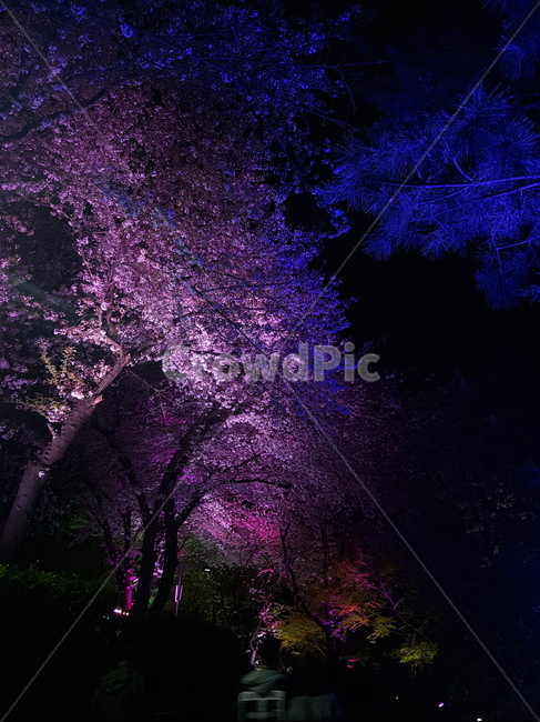 벚꽃,밤,조명,네온,인천,Incheon,자유공원,nature,옥외,outdoors,flower,꽃,야간개장,야간벚꽃,사쿠라,불빛,봄,계절,spring,식물,자연,봄,계절,spring,season,야경,밤,풍경,nightscape,night,landscape